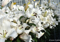 Bot supplies lilies and other bulbs to growers all over the world.